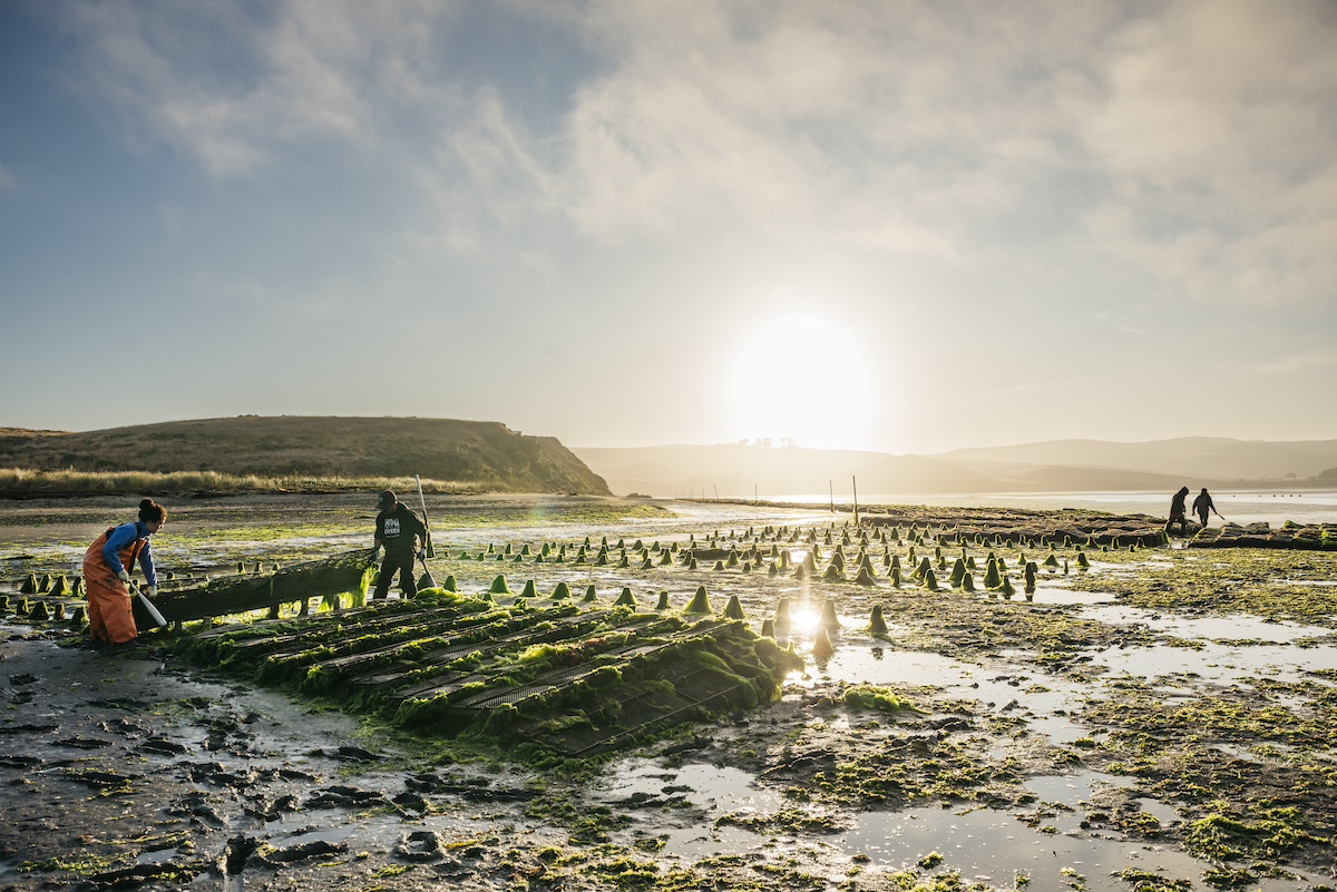 Hog Island Oyster Farm