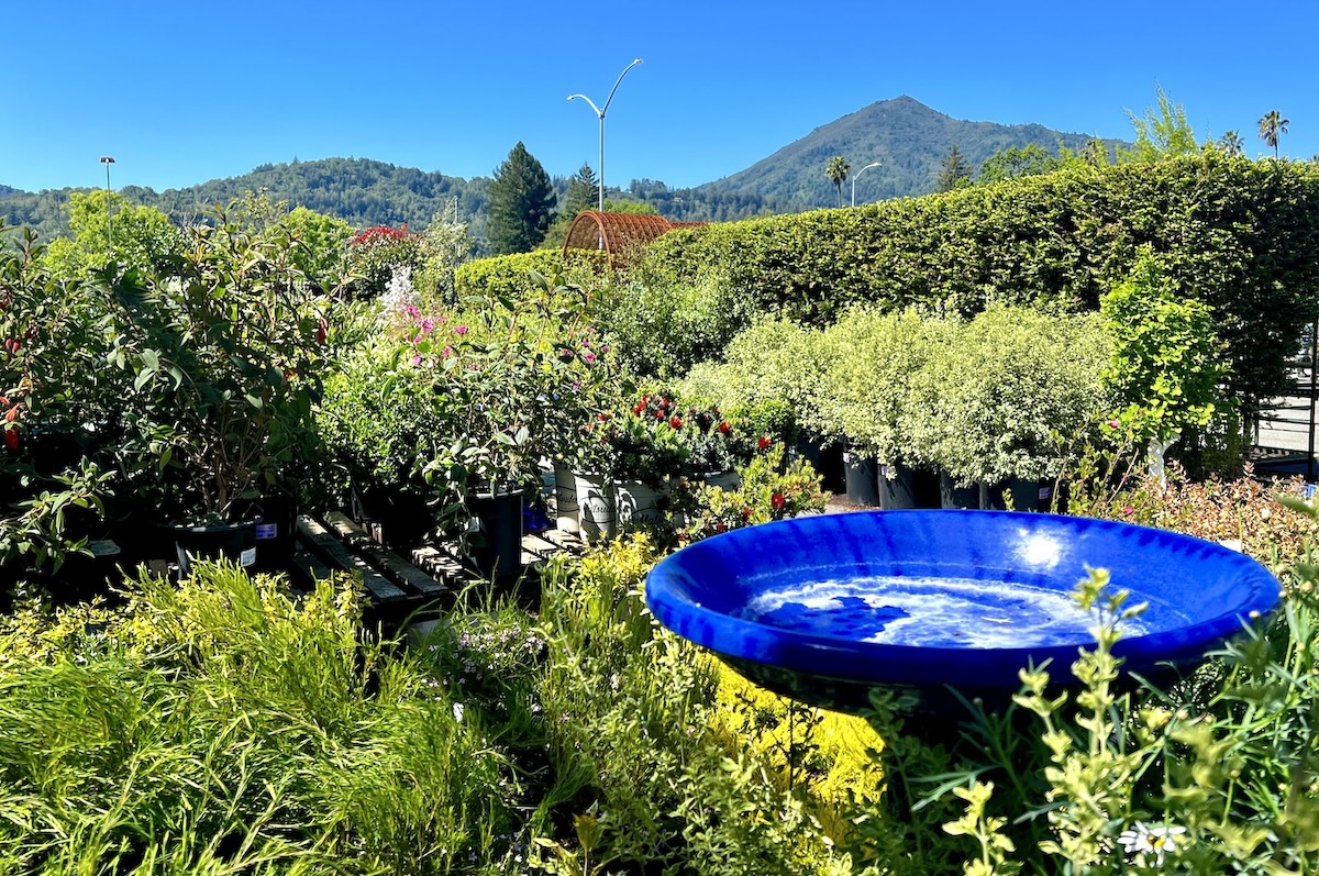 Sloat Nursery