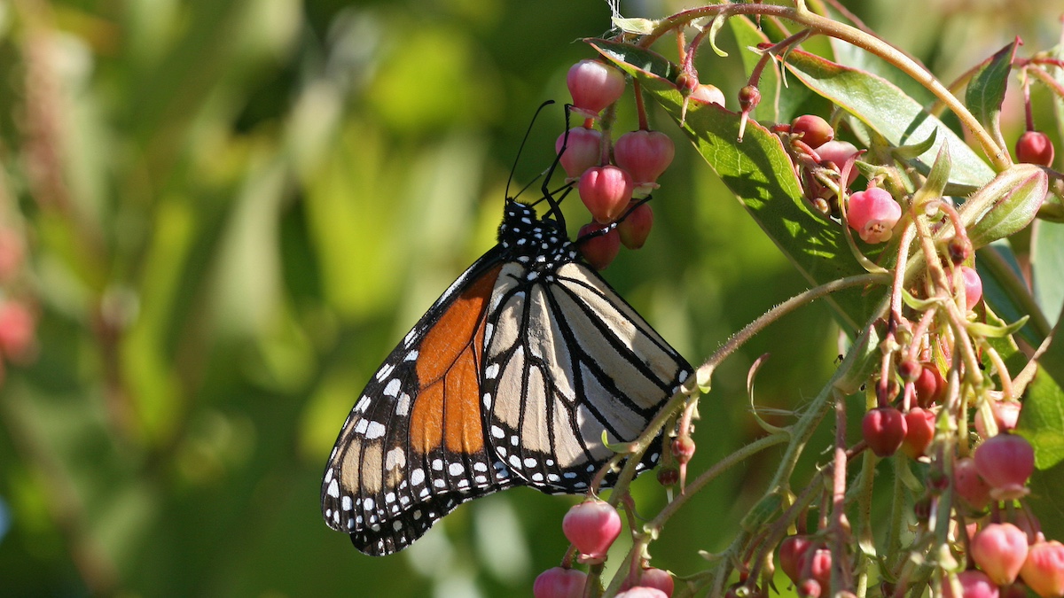 Monarch Butterfly