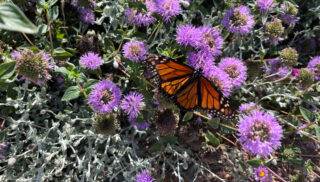 Refugia Marin butterfly on flower