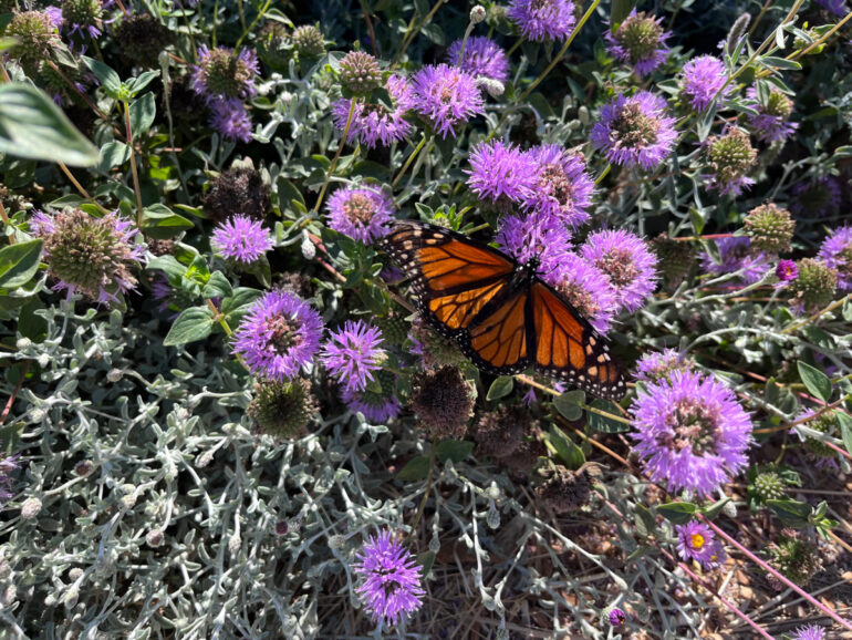 Refugia Marin butterfly on flower