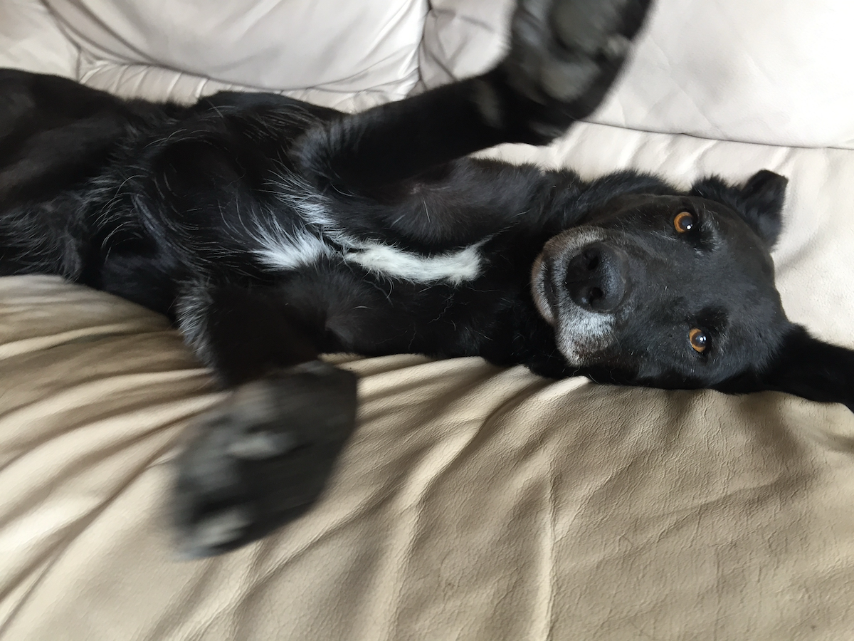 The Pinson family's dog Pepper