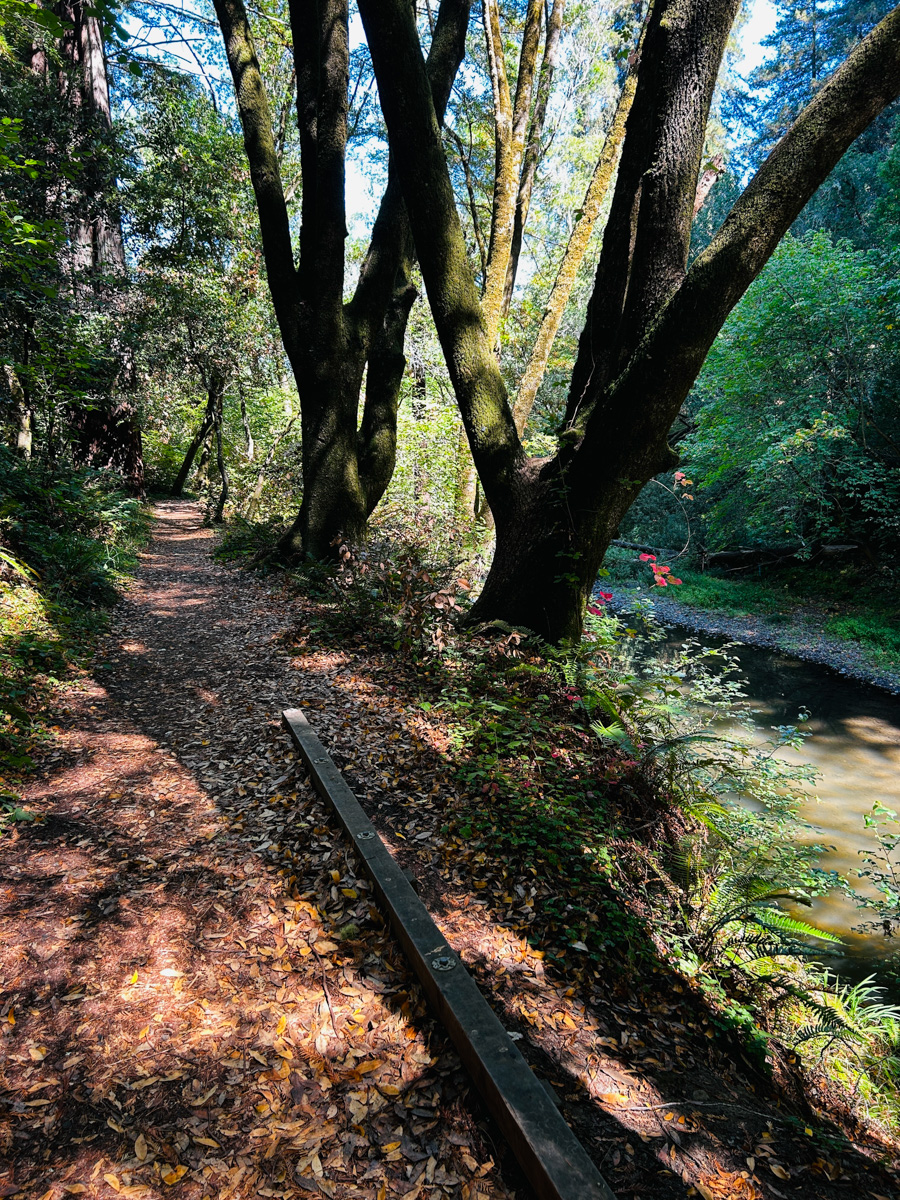 Samuel P Taylor State Park