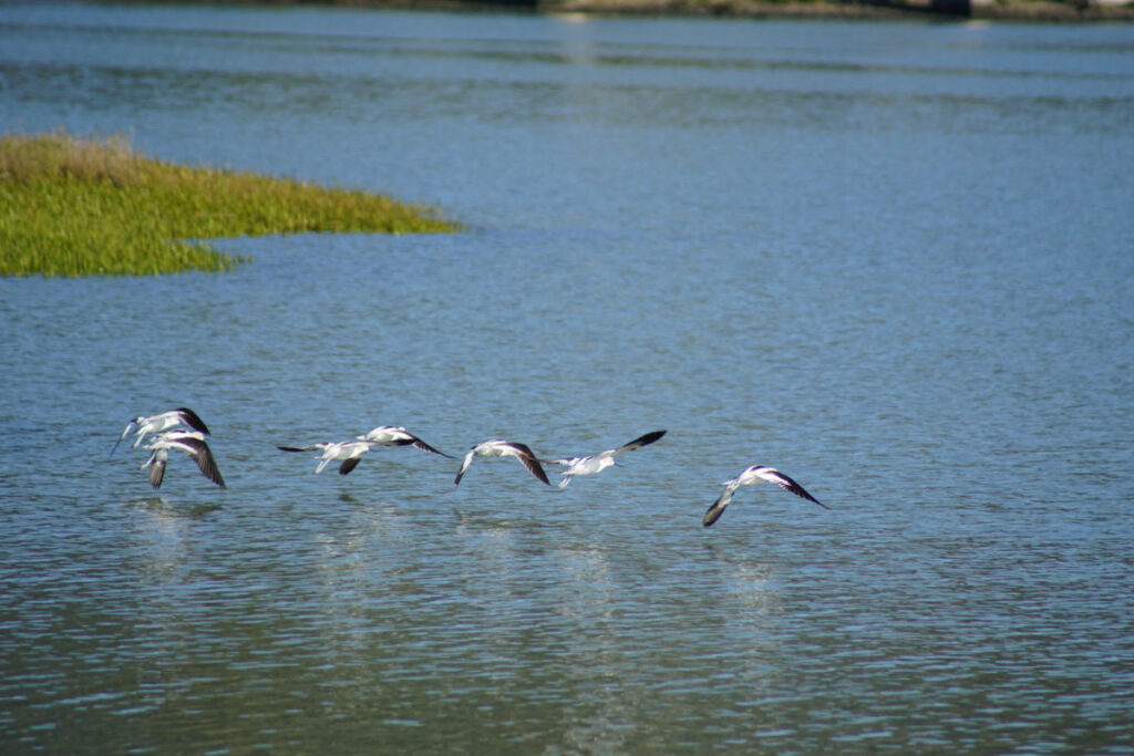 A group of American avocets flies low above the water’s surface in a wetland area, with reeds and grassy shoreline in the background.