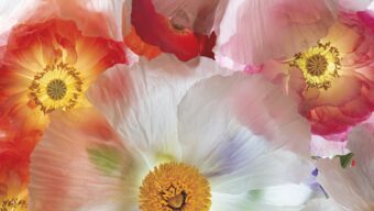 Several poppy blossoms gathered together and photographed in a way that makes them look transparent.