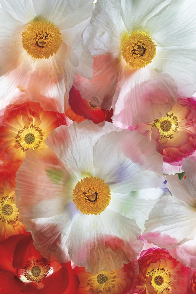 Several poppy blossoms gathered together and photographed in a way that makes them look transparent.