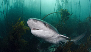 broadnosed sevengill shark
