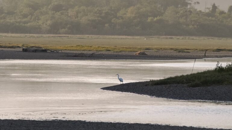 Crane in a Marsh
