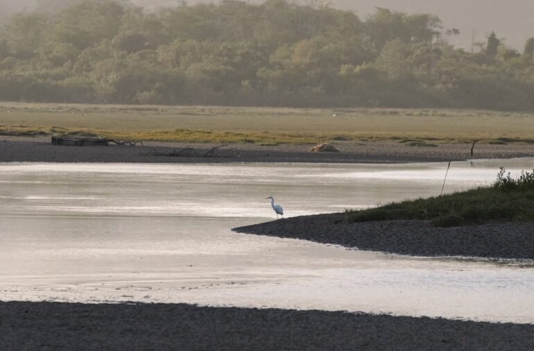 Crane in a Marsh