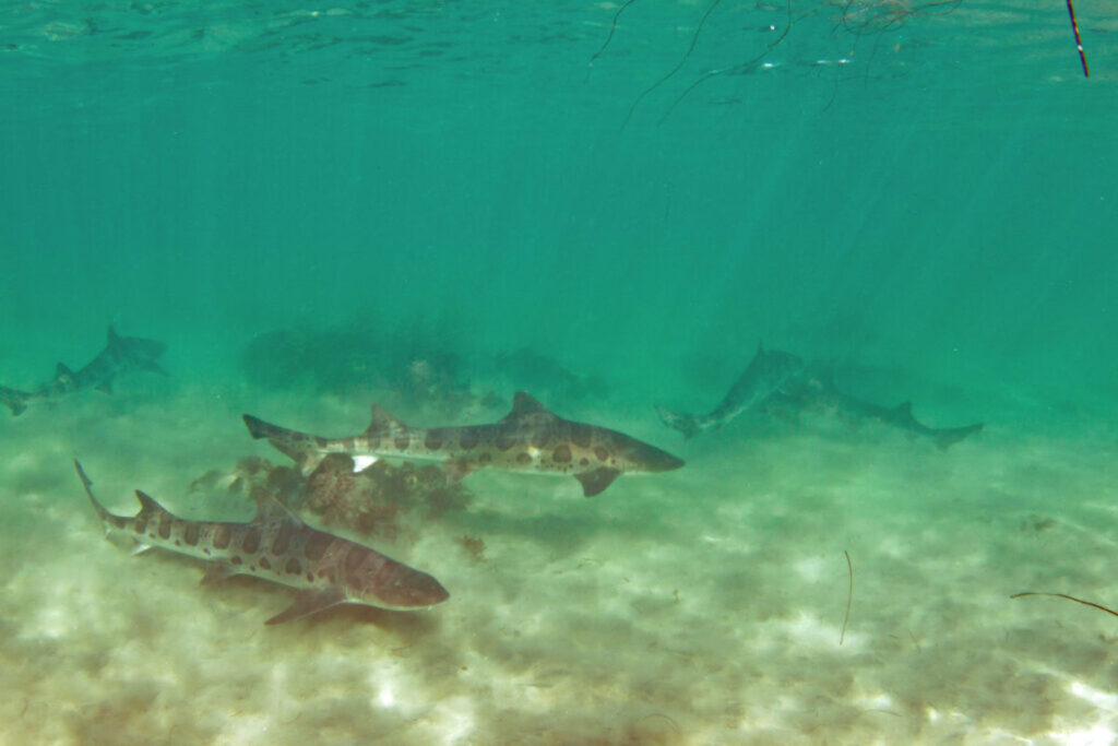 Leopard Shark