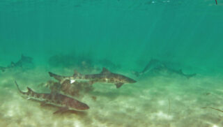 Love Shark Week? Here's a Look at Bay Area Sharks That Aren't So Scary