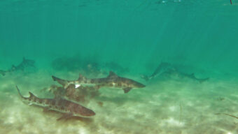 Leopard Shark