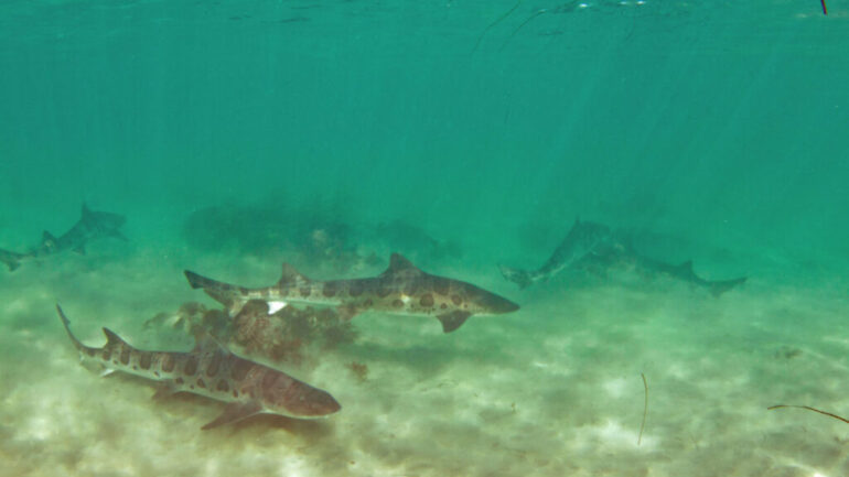 Leopard Shark