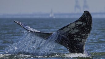 whale tail in the san francisco bay