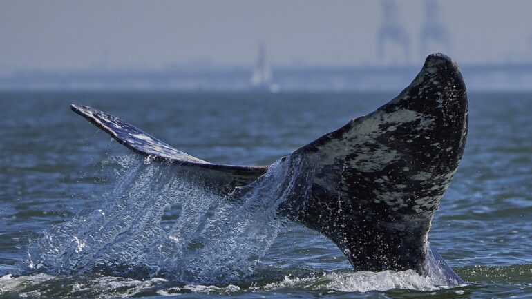 whale tail in the san francisco bay