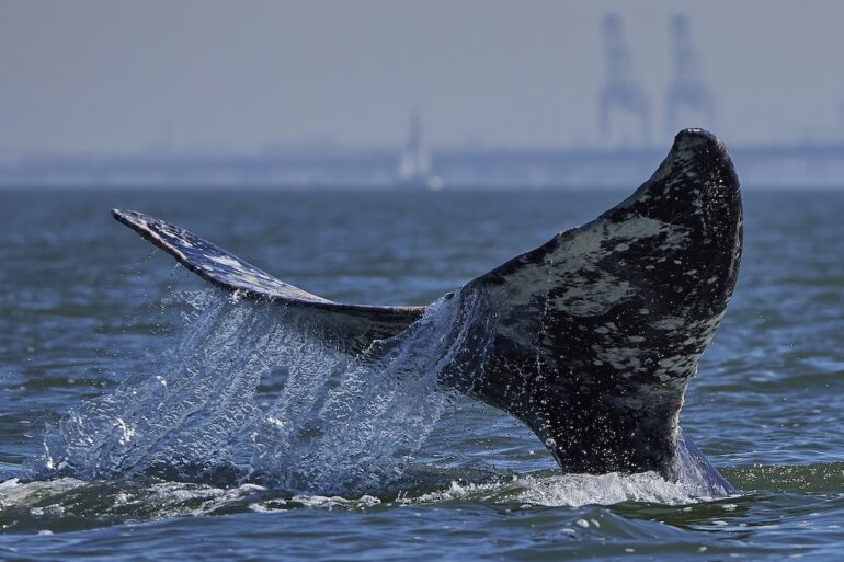 whale tail in the san francisco bay