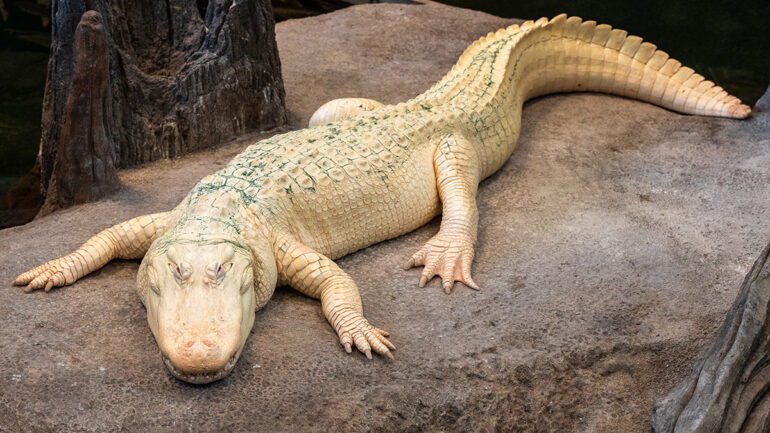 Albino alligator Claude lying on a large rock