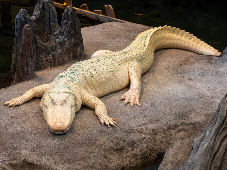 Albino alligator Claude lying on a large rock