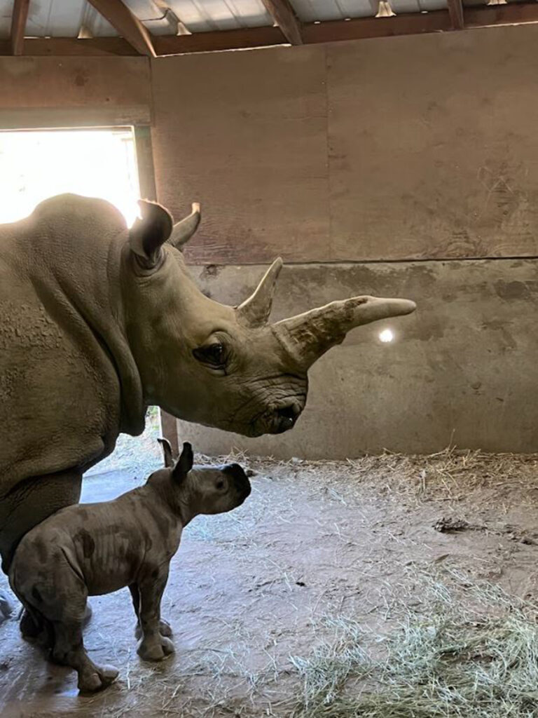 baby rhinoceros stands close beside his mother inside a barn