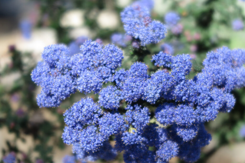 The California Lilac