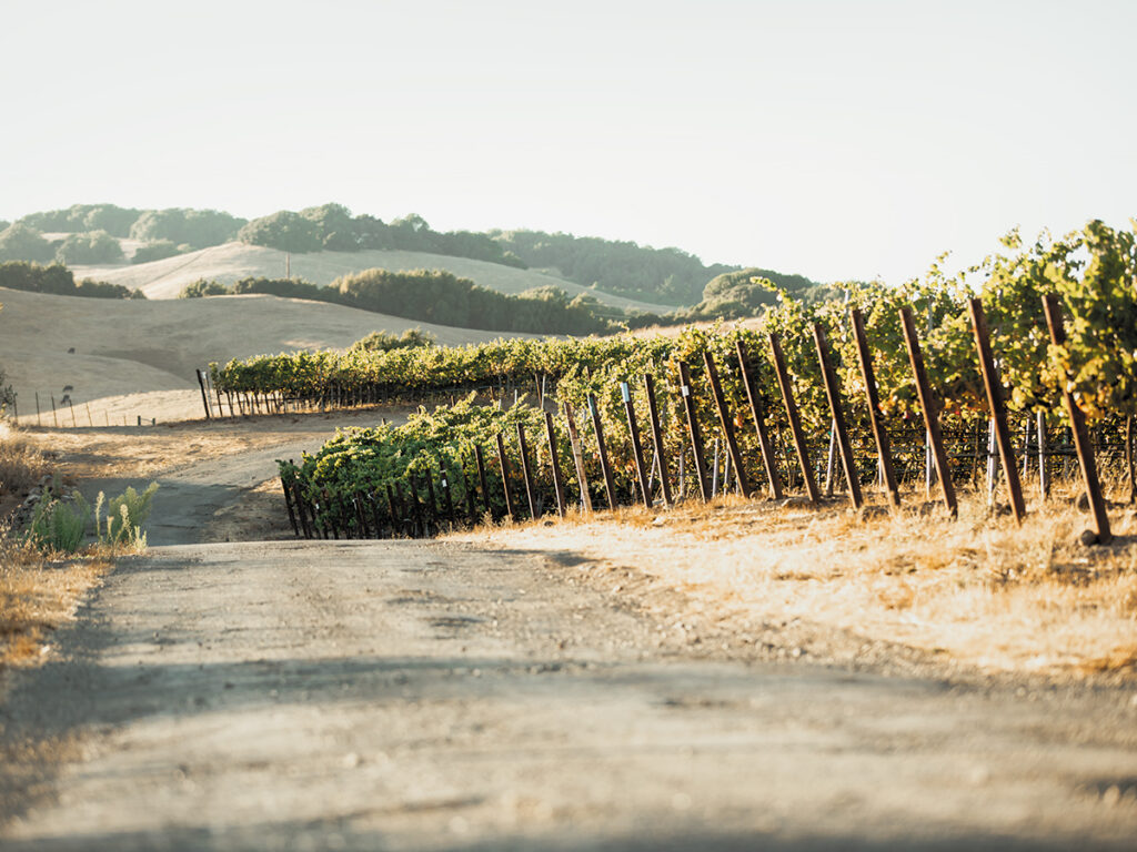A rustic dirt road lined with green vineyard rows, creating a tranquil and inviting rural scene.