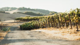 A rustic dirt road lined with green vineyard rows, creating a tranquil and inviting rural scene.