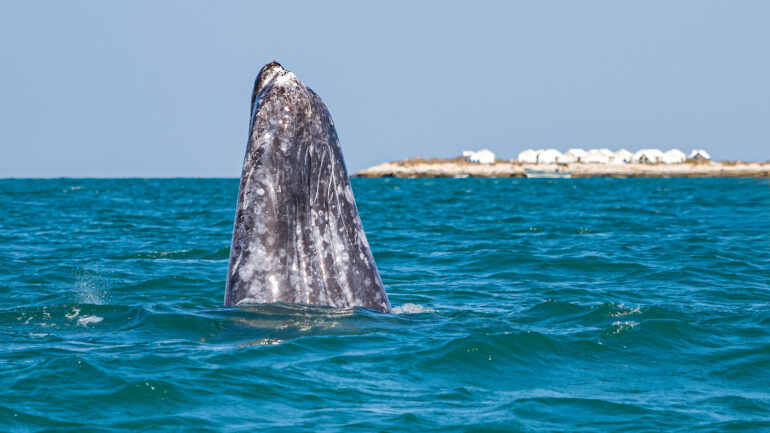 A whale beaches upright from the water.