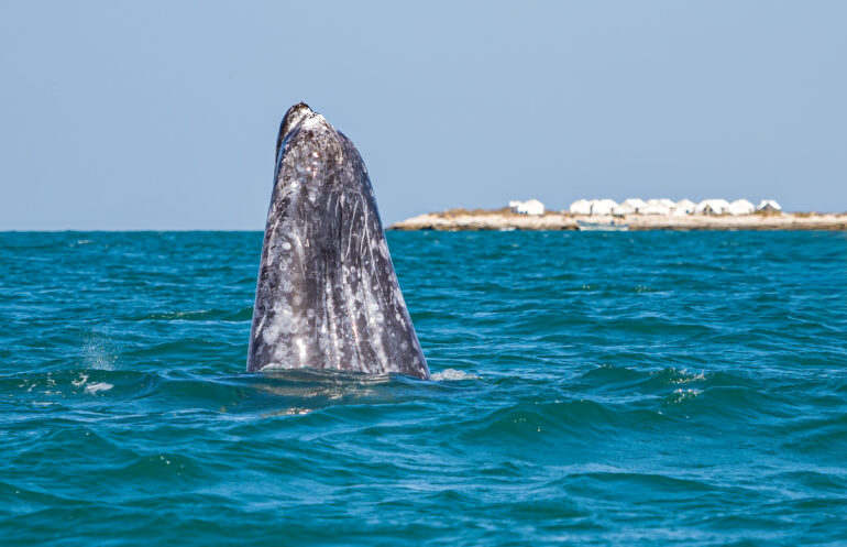 A whale beaches upright from the water.