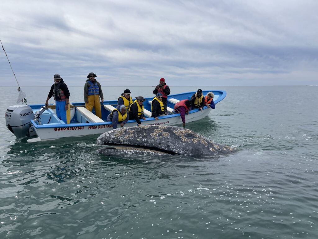 People stand in a boat and reach out to pet a whale.