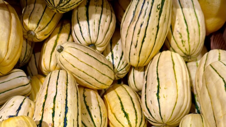 delicata squash