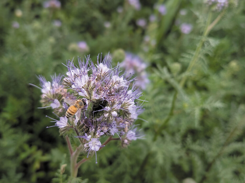  A bee perched on a vibrant purple flower in a sunny field, surrounded by greenery