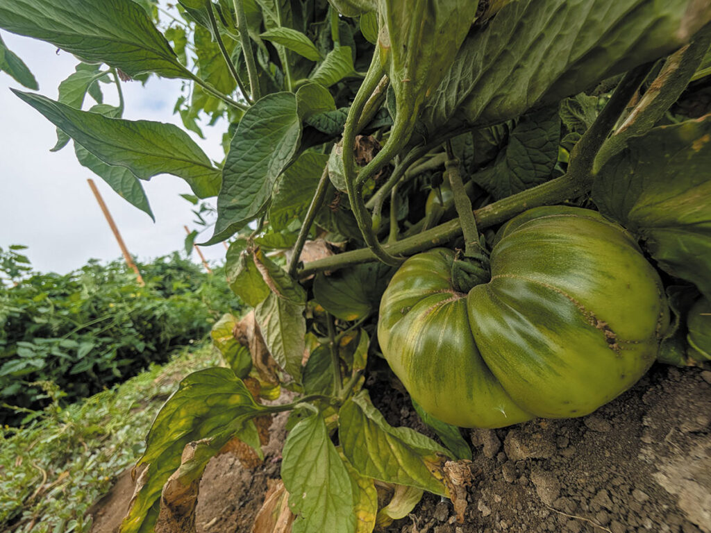 A green tomato hanging from a vine, surrounded by garden greenery.
