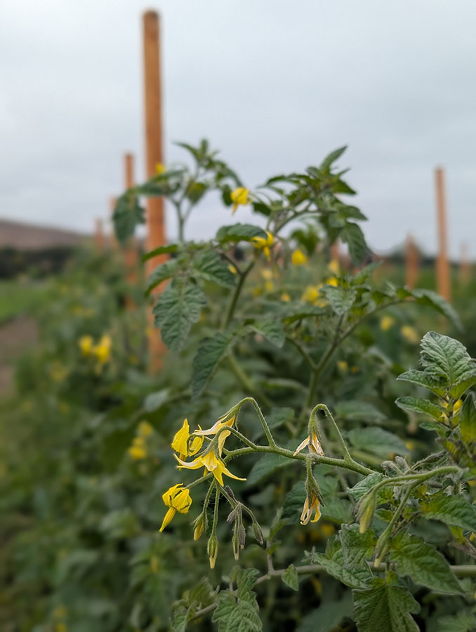 Rows of tomato plants featuring yellow flowers, set against a backdrop of a sunny field landscape.