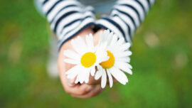 A person gently holds two fresh daisies in their hands, showcasing the flowers' vibrant white petals and yellow centers.