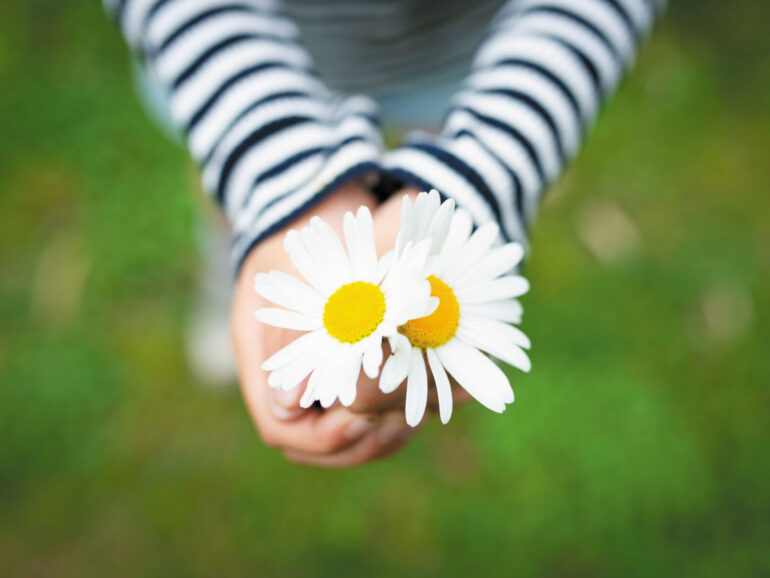 A person gently holds two fresh daisies in their hands, showcasing the flowers' vibrant white petals and yellow centers.