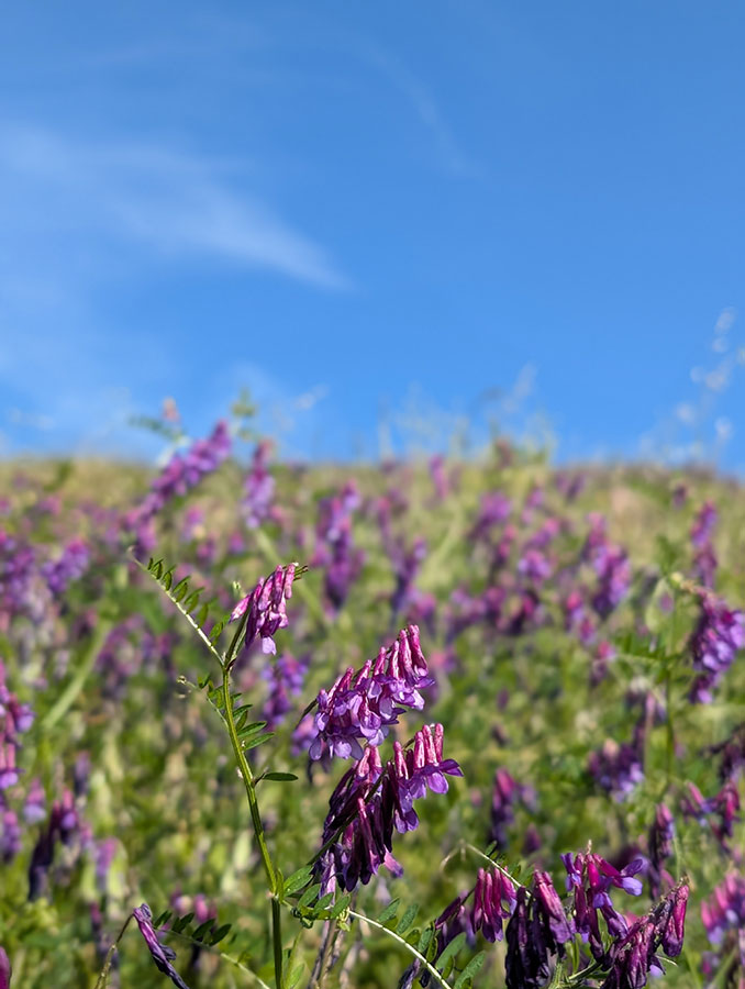 Purple flowers bloom in a field beneath a sunny blue sky, creating a tranquil and colorful outdoor scene.
