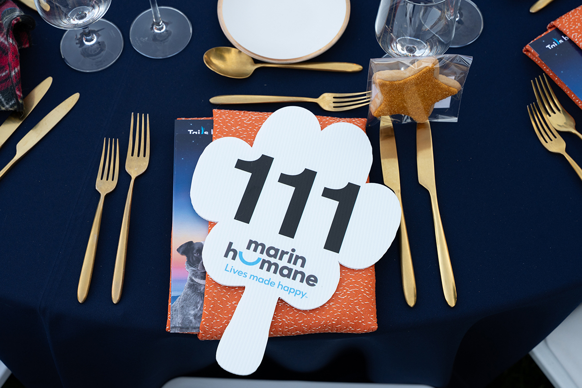 A table set with a place card and a neatly folded napkin, suggesting an elegant dining arrangement for an event.