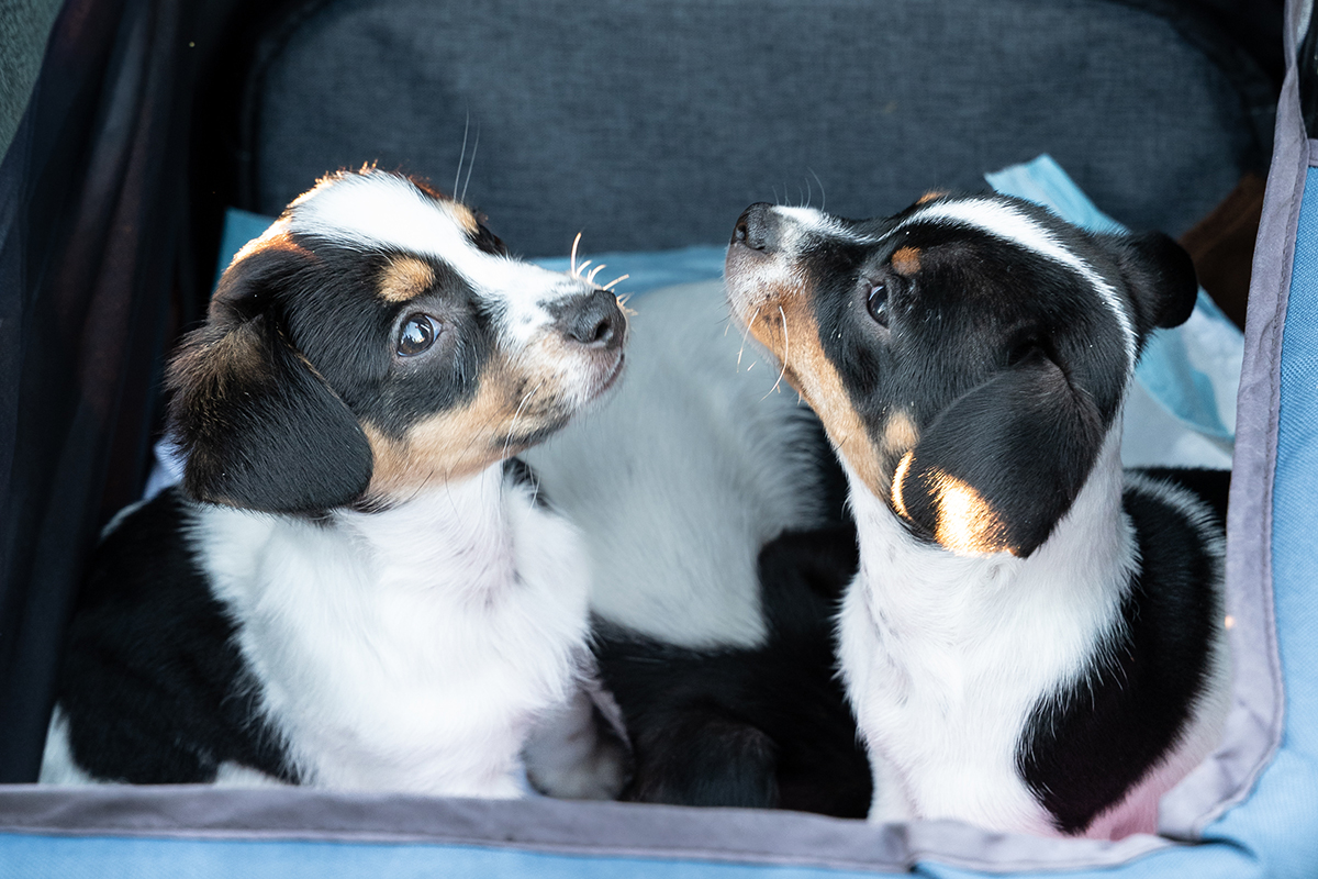 Inside a suitcase, two dogs are curiously looking at one another.