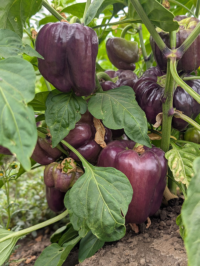 Several purple peppers hanging from a plant, highlighting their glossy skin and lush green leaves surrounding them.
