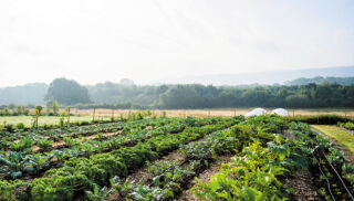 A bright field of vegetables flourishing in the warm sunlight.