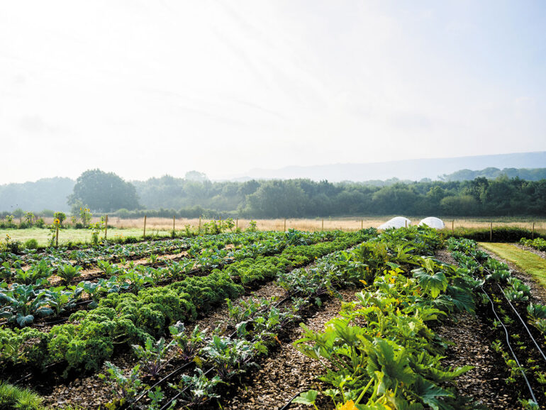 A bright field of vegetables flourishing in the warm sunlight.