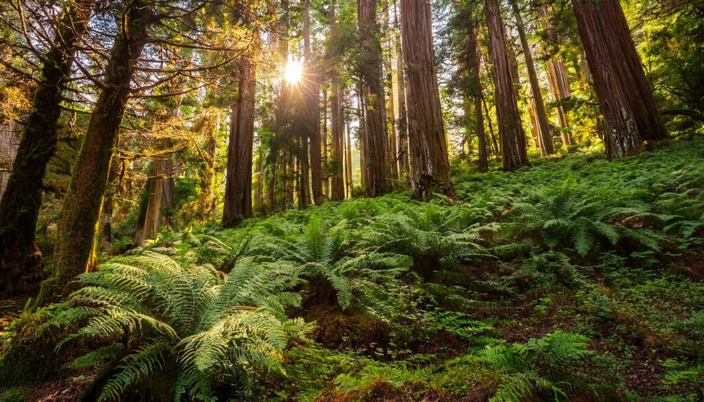 Marin Gives Back: Our Nonprofit Partners, 2025