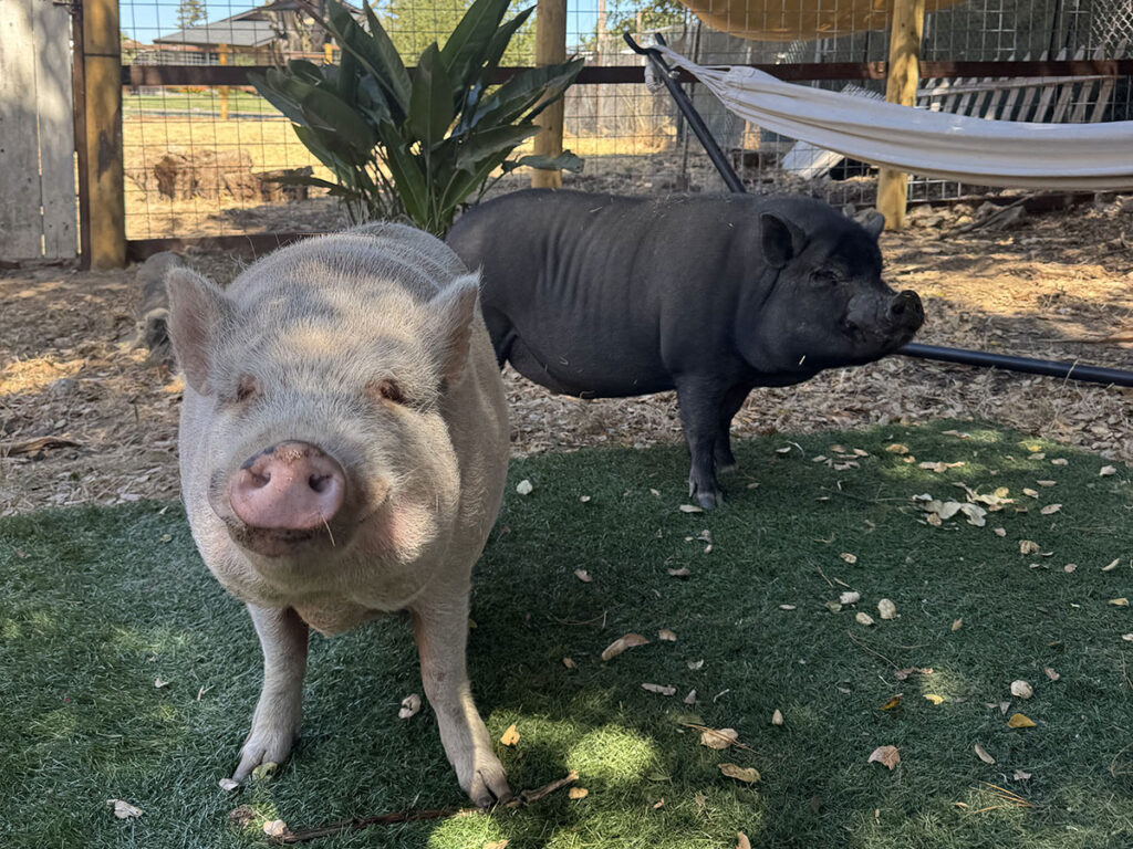 Black and White Pet Pigs