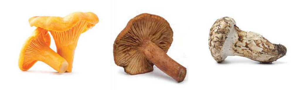 Most Popular Types of Mushrooms: Chanterelle, Candy cap, Matsutake
