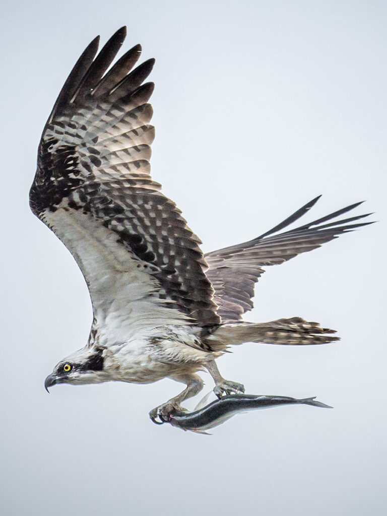 Osprey