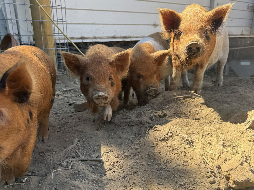 Pet piglets playing in the mud