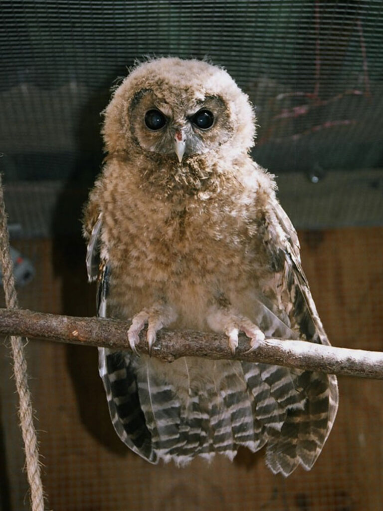 Sequoia The Owl
