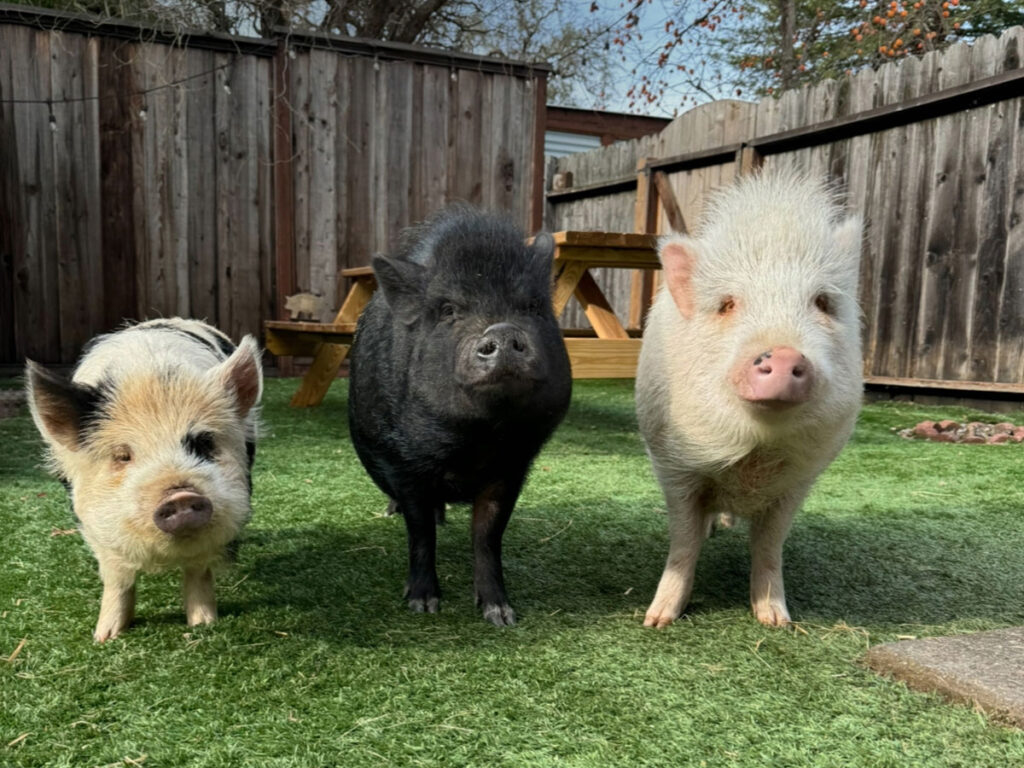 Three Pet Pigs