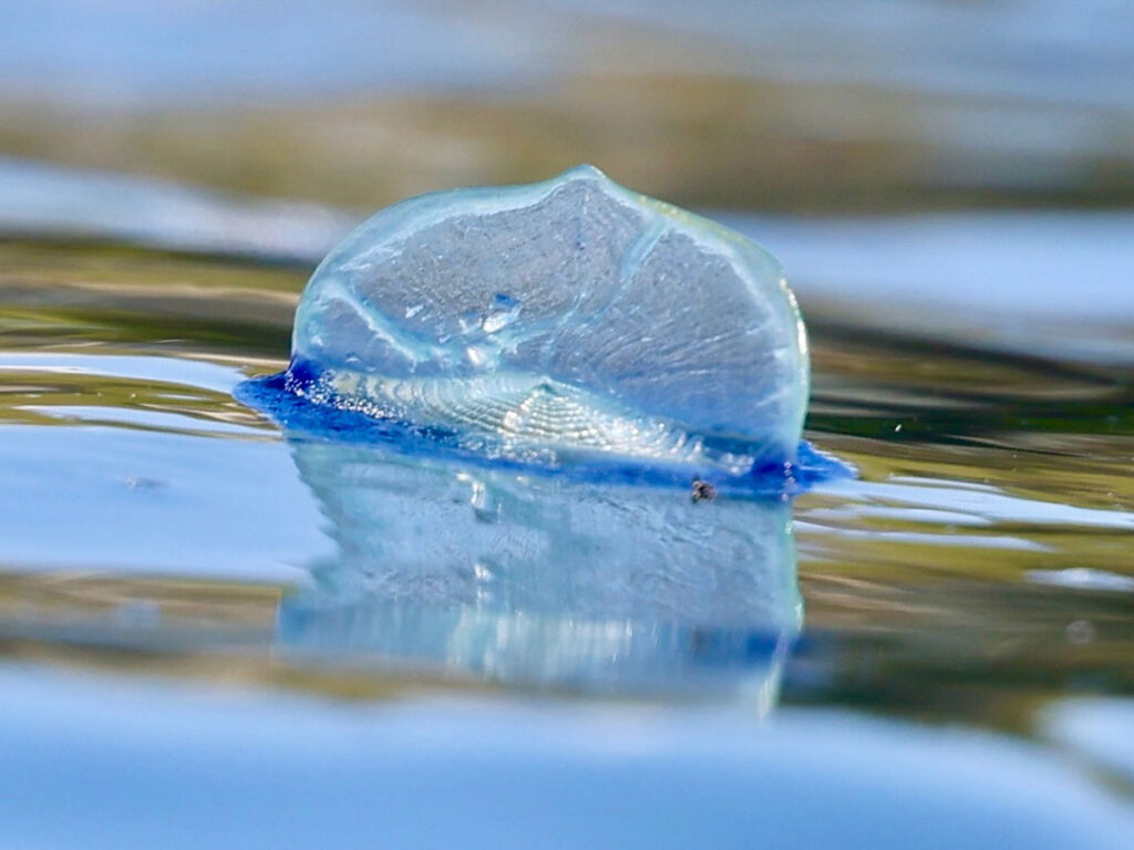 Velella vella Bryan McDonald