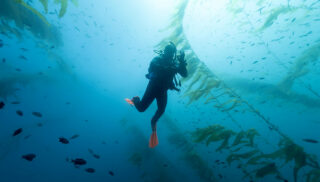 Diver in the waters of San Clemente Island, part of California’s Channel Islands, Credit Alfonso Portillo